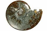 Polished Ammonite (Cleoniceras) Fossil - Madagascar #185485-1